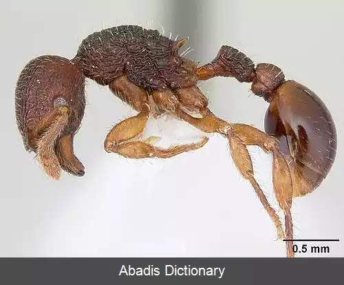 عکس چوب مورها
