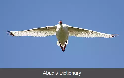 عکس قوی کوسکوروبا