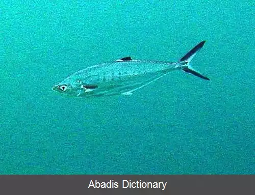 عکس ملکه ماهی دوخاله