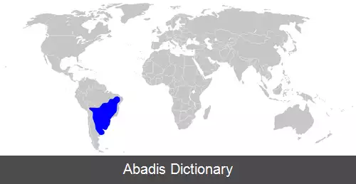عکس کبوتر پیکازورو