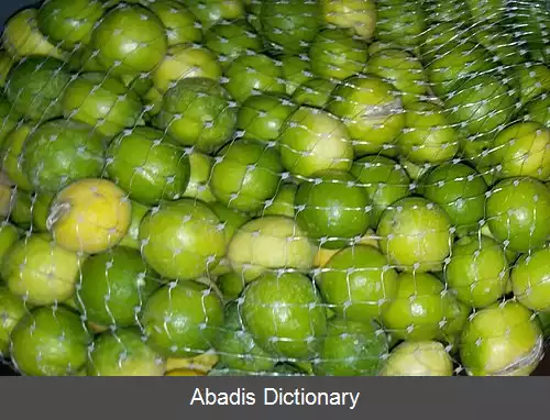 عکس دشتک سیاه