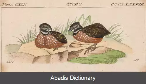 عکس بلدرچین جنگلی گلوپوش