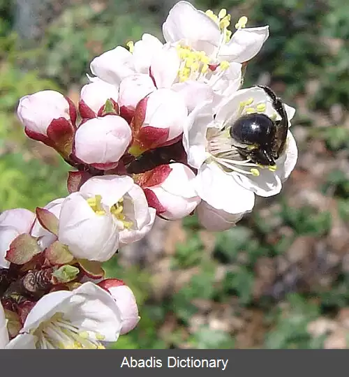 عکس زردآلوی منچوری