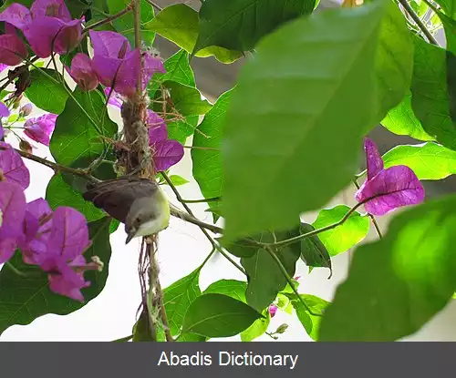 عکس خوش نوای گلوسفید