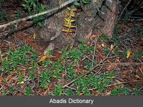 عکس زیتون زنگی