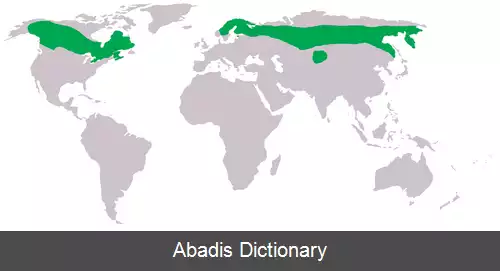 عکس جغدباز شمالی