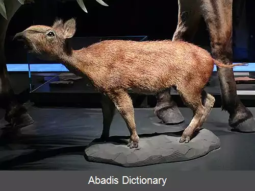 عکس فرگشت اسب