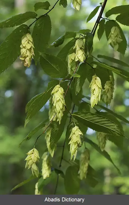 عکس چوب استخوانی آمریکایی