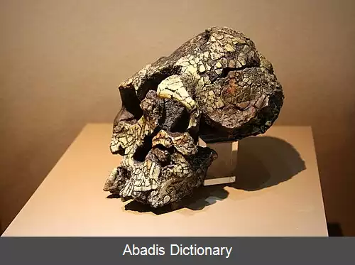 عکس فهرست سنگواره های مشهور انسان