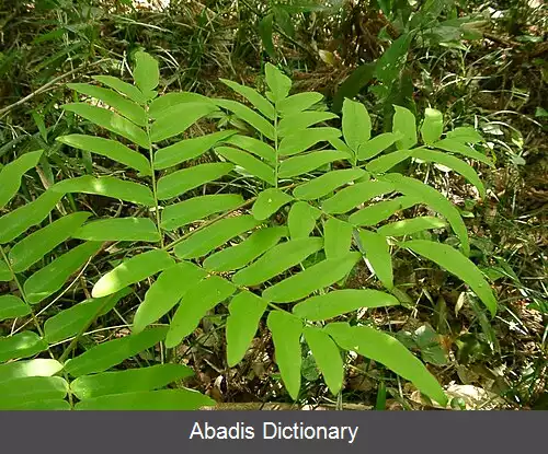عکس سرخس شاهی آسیایی