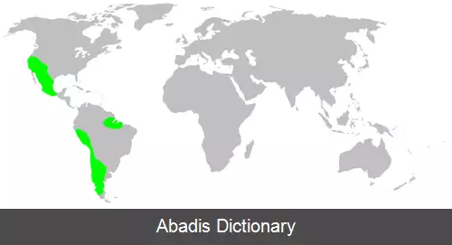 عکس عنکبوت های مخروطی باف