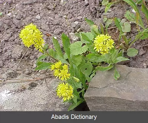 عکس علف طلایی