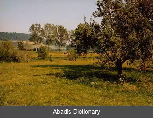 عکس دونرمی لا پوسل
