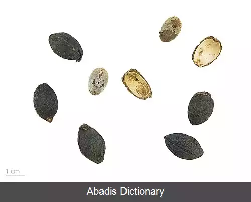 عکس پالم فن چینی