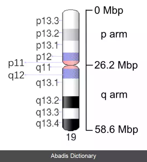 عکس کروموزوم ۱۹ (انسان)