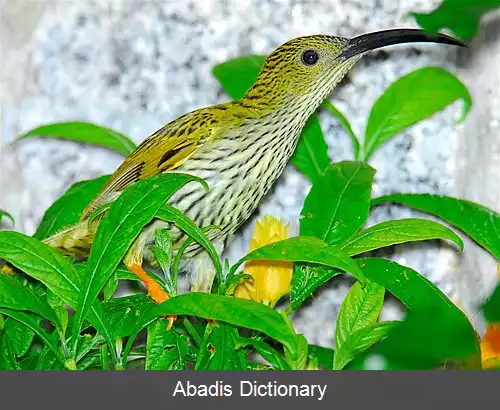 عکس عنکبوت کش رگه دار