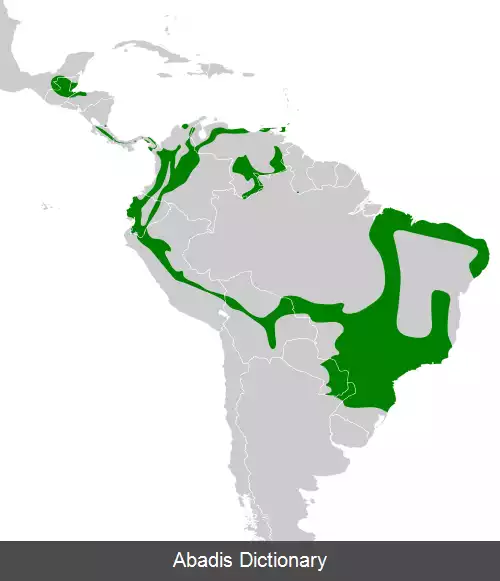 عکس سرودخوان مورچه خوار ساده