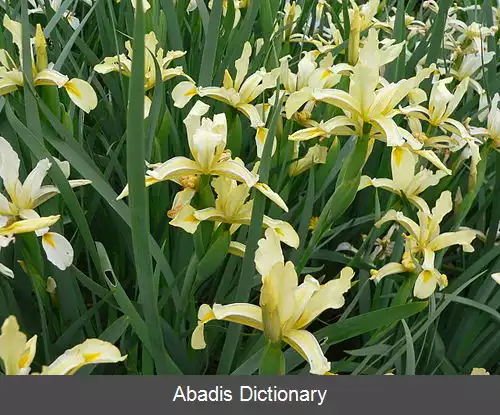 عکس زنبق شرقی