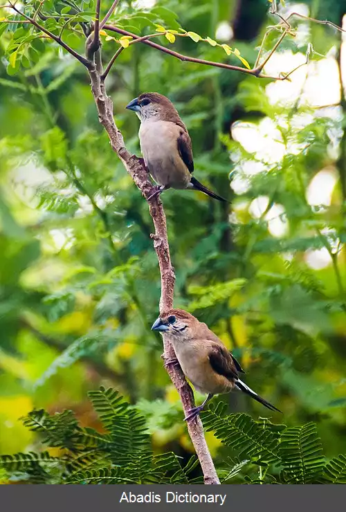 عکس سیمین نوک ها