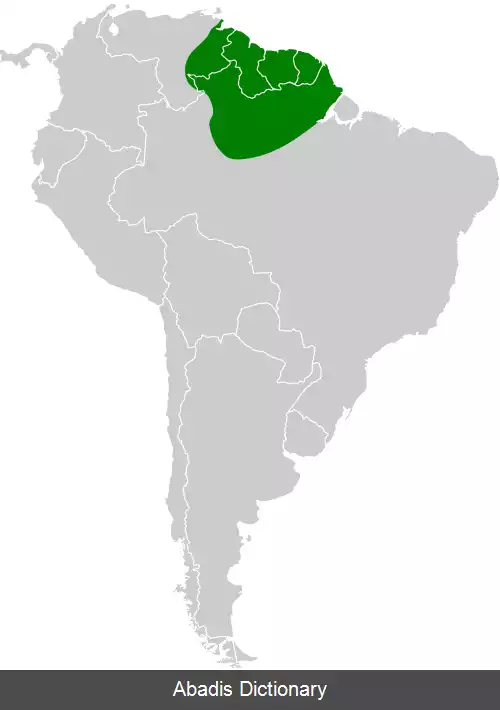عکس سوت کش گویانی