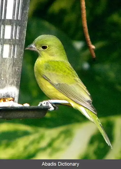 عکس زردپره رنگین