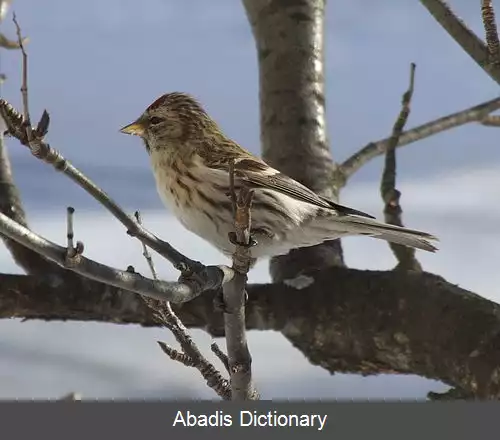 عکس زلف قرمزی