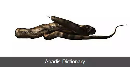 عکس دینیلیسیا