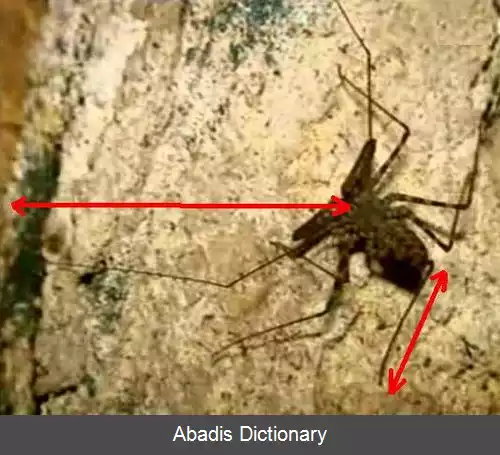 عکس عنکبوت شلاقی