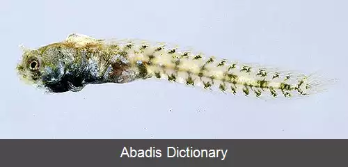 عکس بلنی خارسر کوتوله