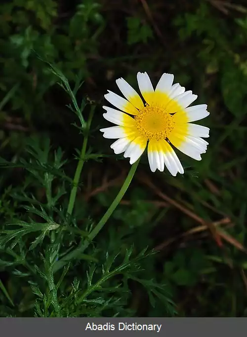 عکس داودی خوراکی