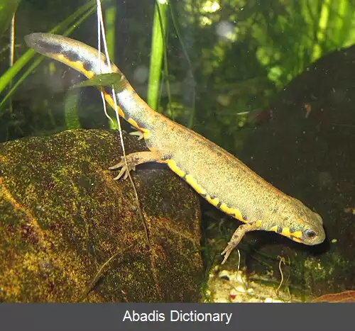 عکس فهرست گونه های دوزیستان آکواریوم آب شیرین