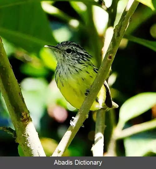 عکس مورچه گیرک کلاه راه راه