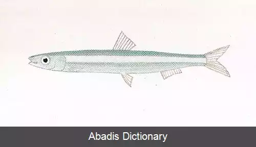 عکس خمسی وارها