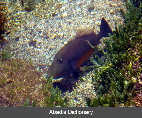 عکس فریباماهی کنارنارنجی