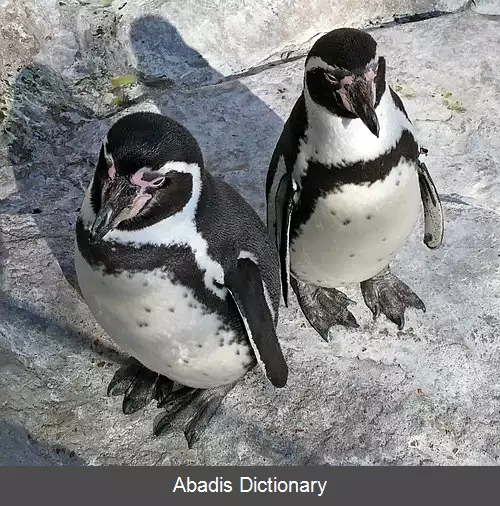 عکس پنگوئن هومبولت