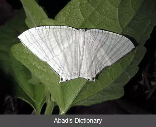 عکس دم چلچله ایان سدومیکرونیا