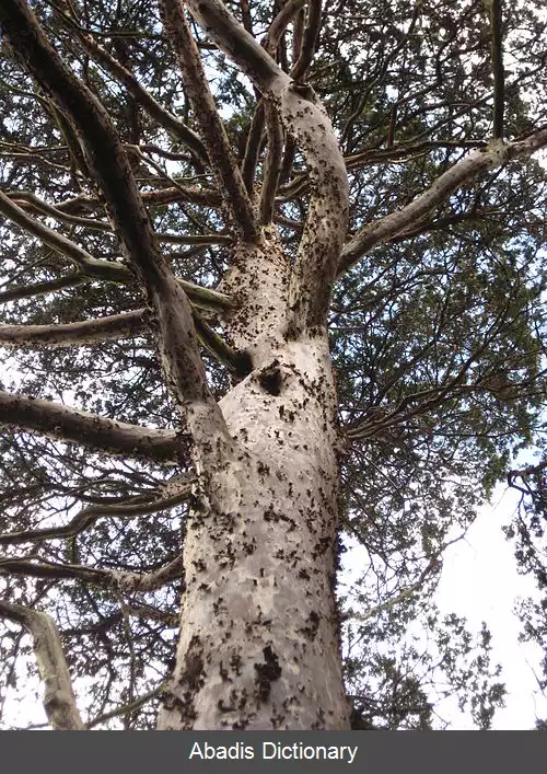 عکس سرو گوادالوپ