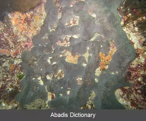 عکس آستروفوریدا