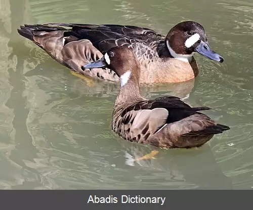 عکس مرغابی بال برنزه