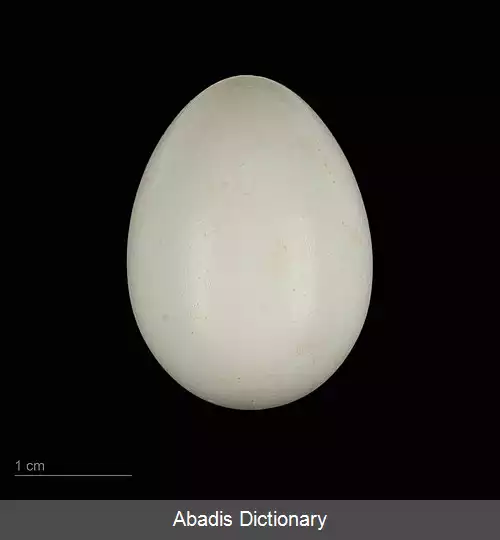 عکس دارکوب سه انگشته اوراسیایی