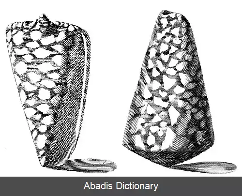 عکس قیفی بی الگو