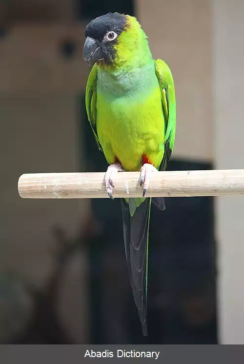 عکس طوطی ناندای