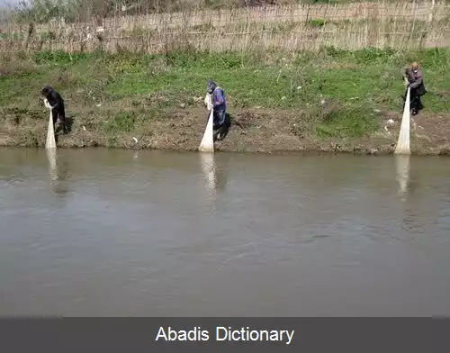 عکس سیگارود