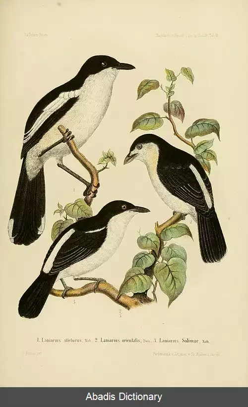 عکس زنگ آوای باتلاق