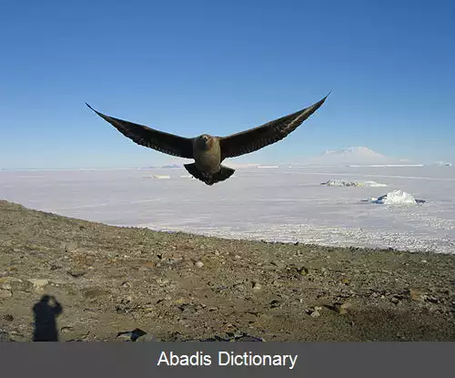 عکس کاکایی اقیانوسی