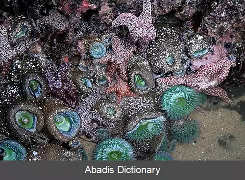 عکس استخر کشندی