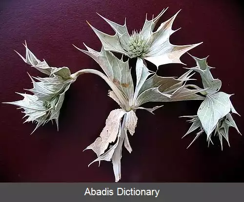 عکس راج دریایی