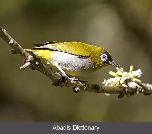 عکس چشم سفید سرسیاه