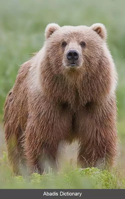 عکس خرس کودیاک