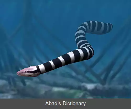 عکس زگیل مارواران